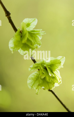 Scotch elm, Wych elm (Ulmus glabra, Ulmus scabra), infructescences in backlight, Germany Stock Photo