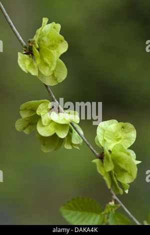 Scotch elm, Wych elm (Ulmus glabra, Ulmus scabra), fruits on a branch, Germany Stock Photo