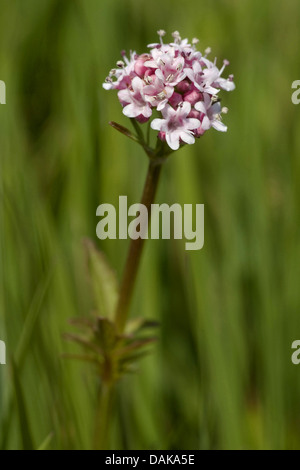northern valerian, marsh valerian, wood valerian (Valeriana dioica), inflorescence, Germany Stock Photo