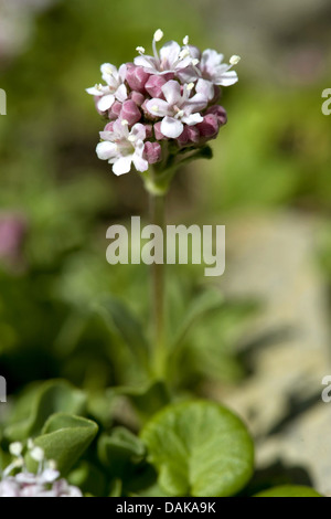 Dwarf Valerian (Valeriana supina), blooming, Switzerland Stock Photo