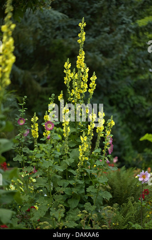 clasping-leaf mullein (Verbascum phlomoides), blooming, Germany, BG GI Stock Photo