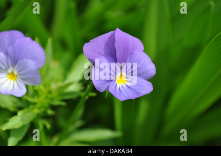 Purple Pansy Flowers against Green Leaves Stock Photo