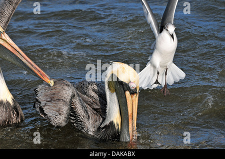 A Tern tries to horn in on feeding Pelicans Stock Photo