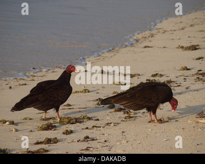 turkey vulture (Cathartes aura), two turkey vultures on the beach, Cuba Stock Photo