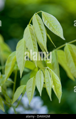 Chinese wisteria (Wisteria sinensis), young leaves Stock Photo
