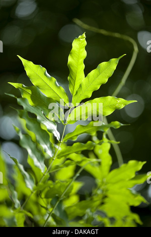 Chinese wisteria (Wisteria sinensis), leaves in sunlight Stock Photo