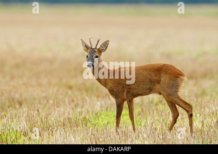 roe deer (Capreolus capreolus), roe buck on a harvested field in morning light, Germany Stock Photo