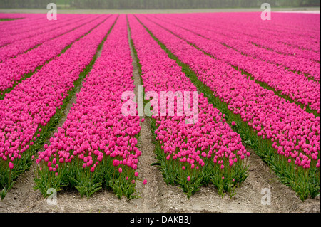 flowering tulip field, Netherlands, Texel Stock Photo