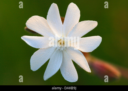 White Campion (Silene latifolia subsp. alba, Silene alba, Silene pratensis, Melandrium album), single flower with morning dew, Belgium Stock Photo
