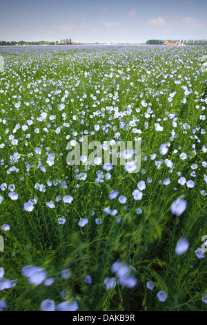 common flax (Linum usitatissimum), flax field in wind, Netherlands, Gelderland Stock Photo