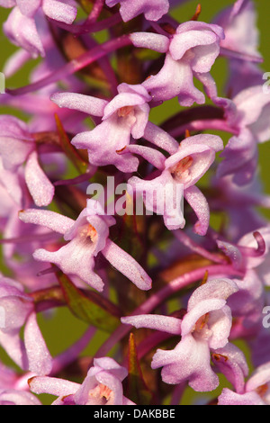 fragrant orchid (Gymnadenia conopsea), flowers, Belgium Stock Photo