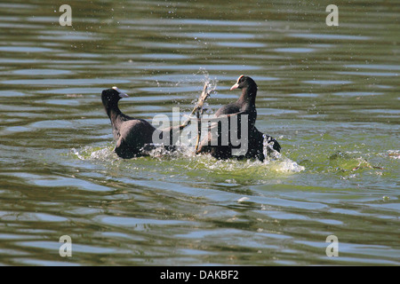 black coot (Fulica atra), two black coots fighting, Germany Stock Photo