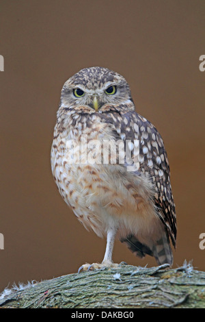 burrowing owl (Athene cunicularia), sitting on a branch Stock Photo
