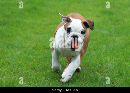 American bulldog (Canis lupus f. familiaris), young bulldog running over a lawn , Germany Stock Photo
