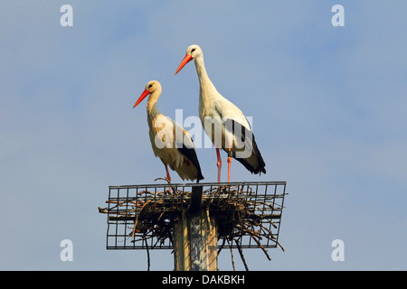 white stork (Ciconia ciconia), two white storks on nesting aid, Germany Stock Photo