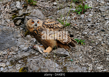 northern eagle owl (Bubo bubo), fledgeling with caught rabbit, Germany, North Rhine-Westphalia Stock Photo