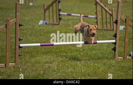 Stithians, UK. 15th July, 2013. Dog leaps the fence during the dog obstacle course at the Stithians show, Cornwall's biggest one day show. Credit:  Bob Sharples/Alamy Live News Stock Photo