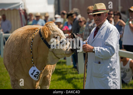 Stithians, UK. 15th July, 2013. One of the many cattle on display at the Stithians show, Cornwall's biggest one day show. Credit:  Bob Sharples/Alamy Live News Stock Photo