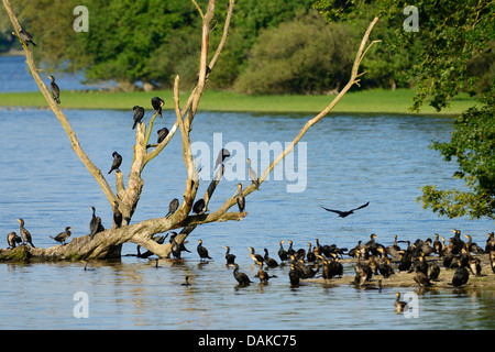 great cormorant (Phalacrocorax carbo), large group of  cormorants at a lake, Germany Stock Photo