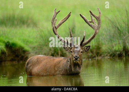 red deer (Cervus elaphus), male refreshing in water, Germany Stock Photo