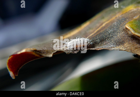 longtailed mealybug (Pseudococcus longispinus), mealybug on a leaf of Moth orchid Stock Photo