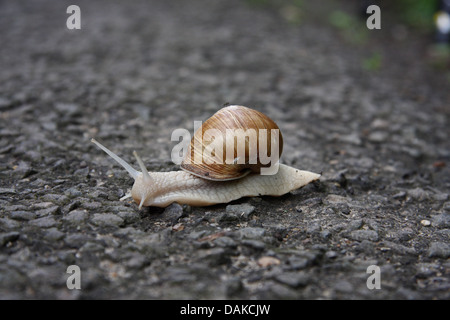 Roman Snail, fully stretched out, moving on tarmac road, fully out of shell Stock Photo