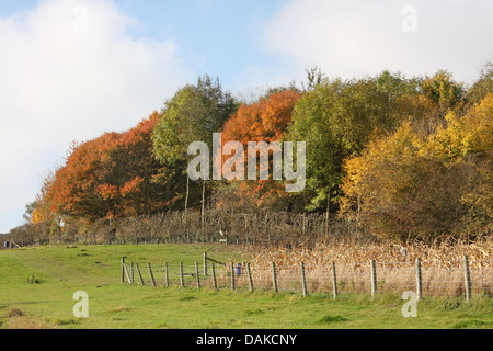 Red, yellow, green, Autumn Tree colours with a fenced of cover crop in the fields foreground, set against a blue and white sky Stock Photo
