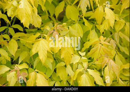 ashleaf maple, box elder (Acer negundo 'Odessanum', Acer negundo Odessanum), cultivar Odessanum Stock Photo