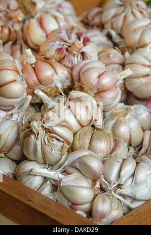 common garlic (Allium sativum), box full of fresh garlic bulbs Stock Photo