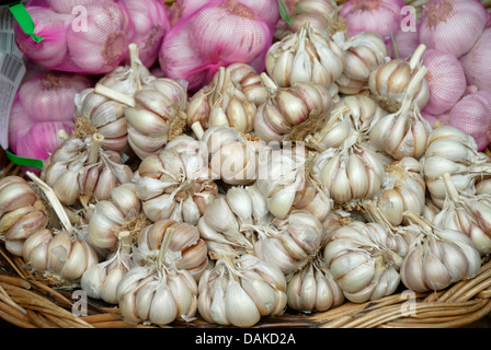common garlic (Allium sativum), basket full of fresh garlic bulbs Stock Photo