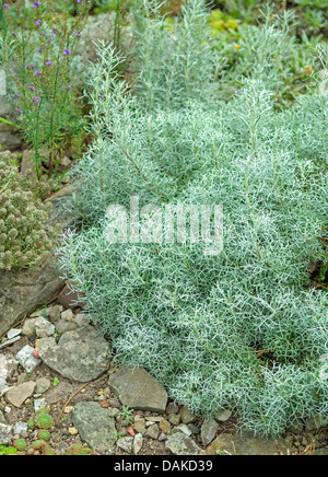 Artemisia armeniaca (Artemisia armeniaca, Artemisia potentillifolia), Germany Stock Photo