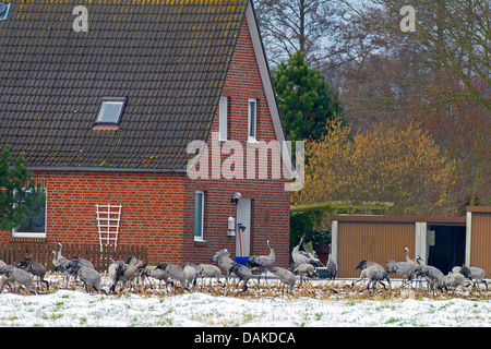 Common crane, Eurasian Crane (Grus grus), resting during the migration out of the overwintering areas in the spring, Germany, Lower Saxony, NSG Openweher Moor, Oppenwehe Stock Photo