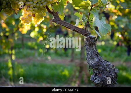 grape-vine, vine (Vitis vinifera), ripe grapes at the vine with spidernet, Germany, Rhineland-Palatinate, Palatinate Stock Photo