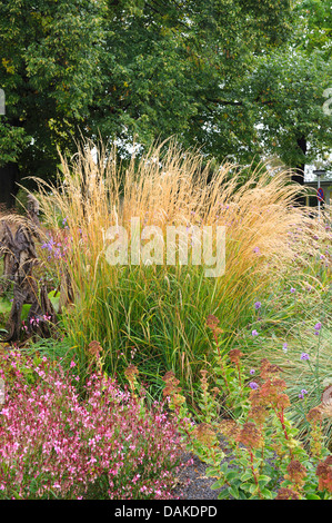 Calamagrostis (Calamagrostis acutiflora 'Karl Foerster', Calamagrostis acutiflora Karl Foerster), blooming Stock Photo