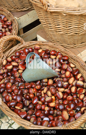 Spanish chestnut, sweet chestnut (Castanea sativa), basket full of sweet chestnuts Stock Photo