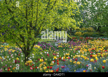 Yellow Wood (Cladrastis lutea), in a tulip bed Stock Photo