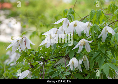 Clematis white columbine Stock Photo - Alamy