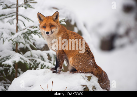 red fox (Vulpes vulpes), sitting in the snow, Germany Stock Photo