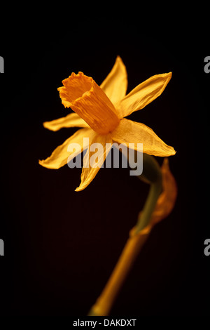 Lent Lily (Wild Daffodil), Narcissus pseudonarcissus , at Krapfoss in Moss kommune, Østfold fylke, Norway. Stock Photo