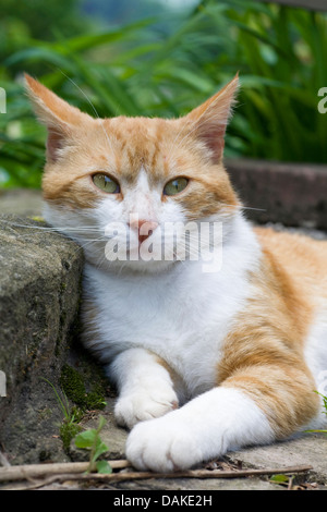 domestic cat, house cat (Felis silvestris f. catus), leaning tiredly against a stone, Germany Stock Photo