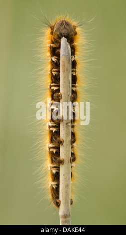 Drinker Moth caterpillar (Euthrix potatoria) on dead reed stem Stock Photo