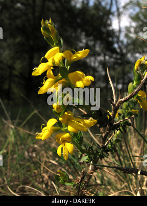 Petty Whin, Needle Furze, Needle Whin (Genista anglica), blooming, Germany Stock Photo