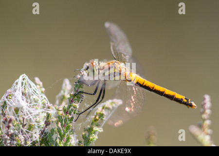 Female Black Darter dragonfly (Sympetrum danae) on heather Stock Photo