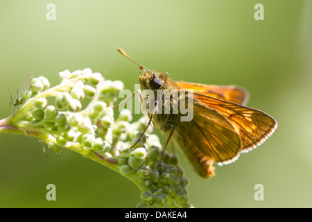 Large Skipper butterfly (Ochlodes sylvanus) Stock Photo