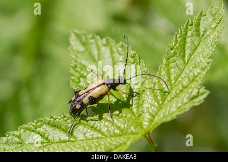 Longhorn Beetle (Rutpela maculata) Stock Photo
