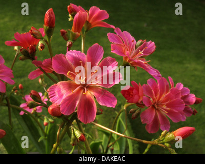 siskiyou bitter-root (Lewisia cotyledon), flowers Stock Photo