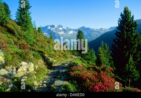 panoramic view from mountain path on the Durreck Group, Italy, South Tyrol, Val di Riva, Riva di Tures Stock Photo