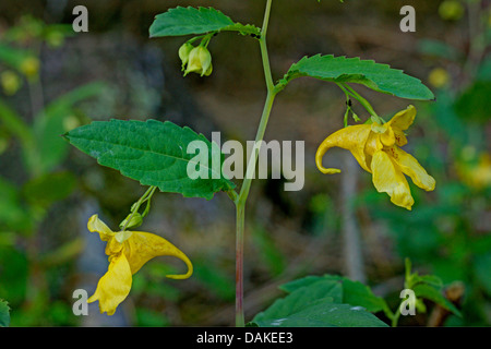 western touch-me-not (Impatiens noli-tangere), blooming, Germany, North Rhine-Westphalia Stock Photo