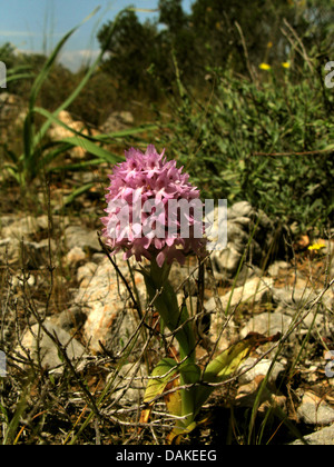 pyramidal orchid (Anacamptis pyramidalis, Orchis pyramidalis), blooming, Greece, Peloponnese, Elafonisos Stock Photo