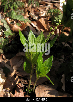 dog's mercury (Mercurialis perennis), blooming, male plant, Germany, Lower Saxony Stock Photo